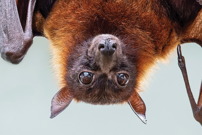 Bats & Other Misunderstood Creatures