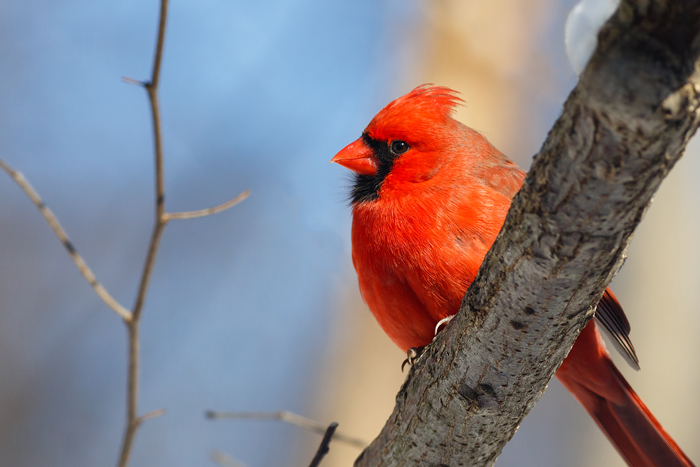 Winter Birds 