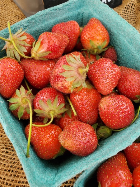 Vintage Prairie Farm Strawberries.