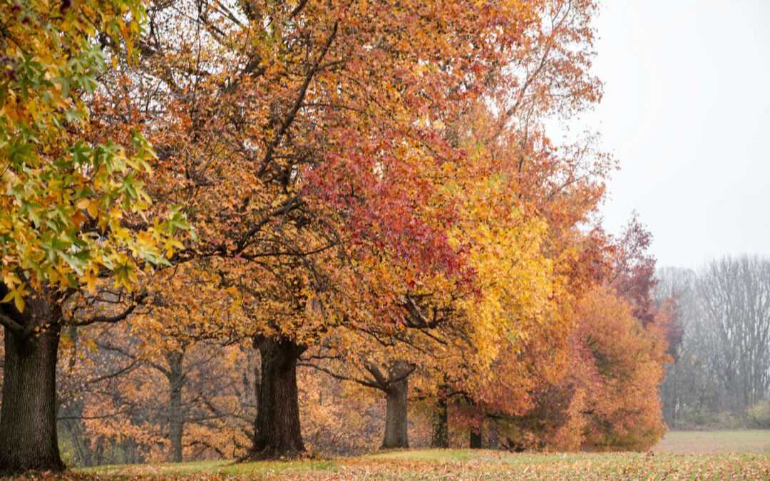 Annual Fall Wheel Ride to Petrifying Springs Park set for Sept. 26